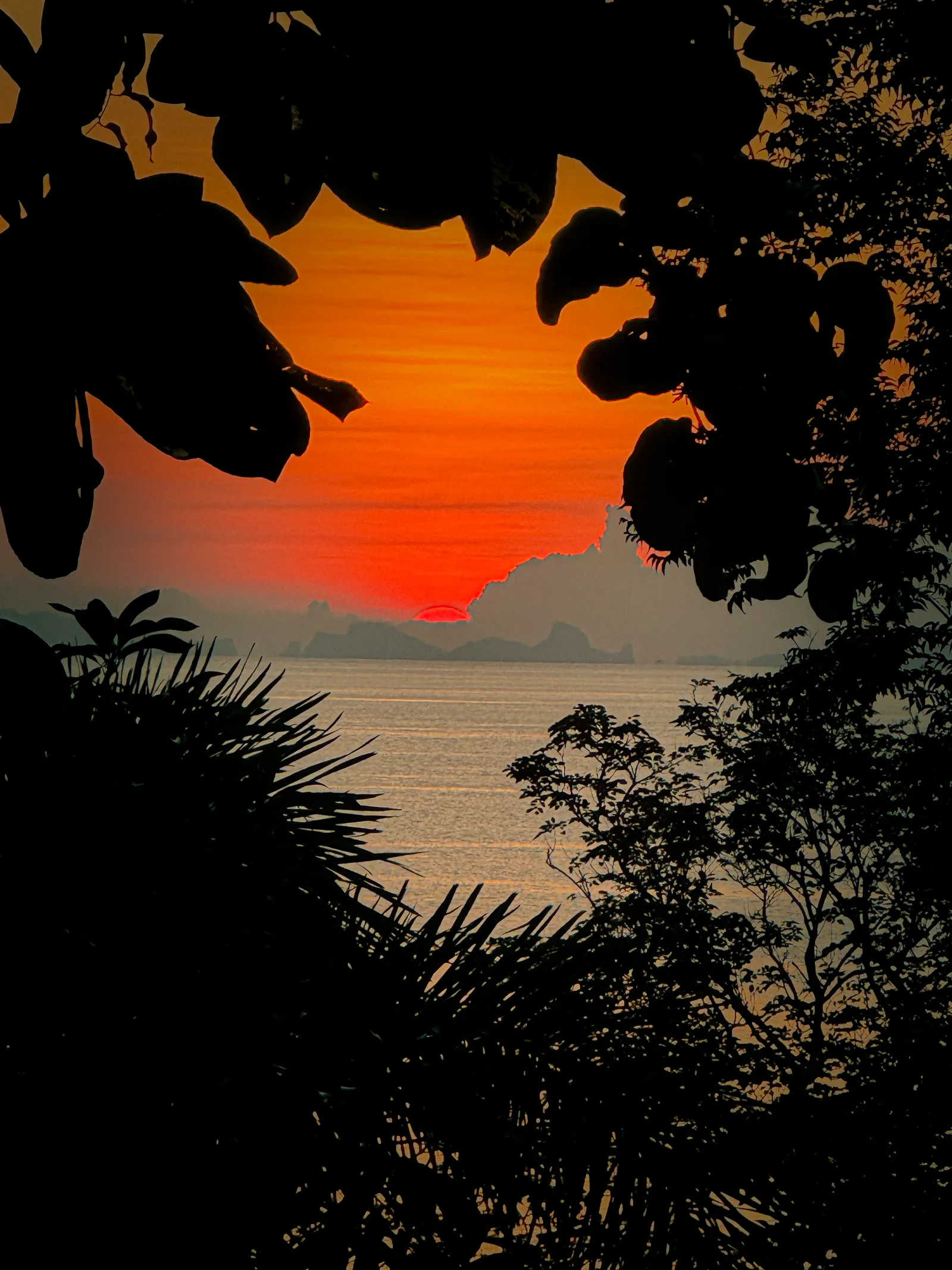 Sunset over water framed by silhouetted leaves